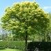 Acer  pseudoplatanus  "Leopoldii"