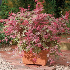 Acer palmatum "Beni Maiko"