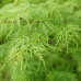 Acer palmatum disectum "Viridis"