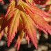 Acer palmatum - Japanski Javor