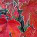 Acer "Autumn Blaze"