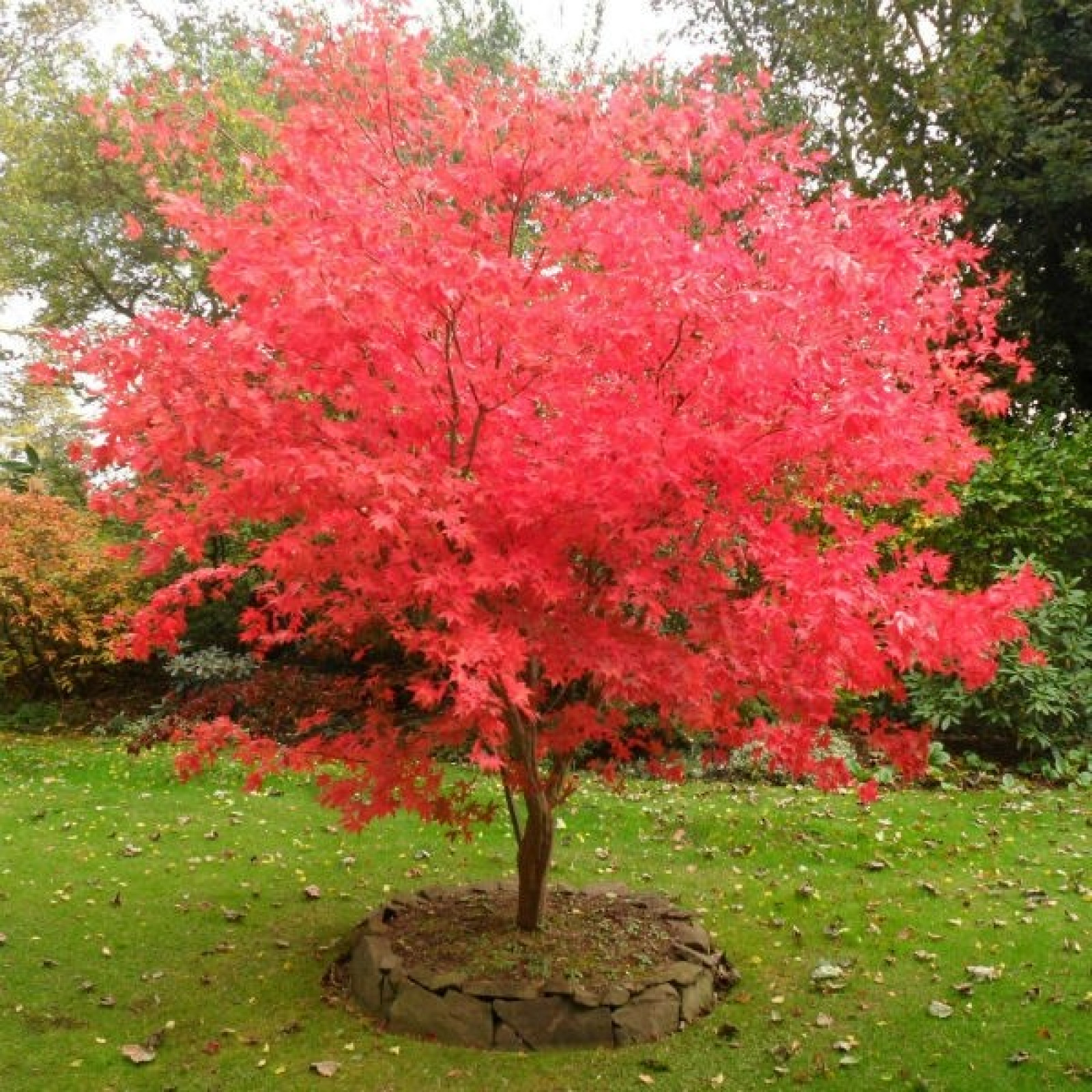 Acer palmatum &ldquo;Beni Maiko&rdquo; - Rasadnik „Jelena”