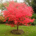 Acer palmatum "Beni Maiko"