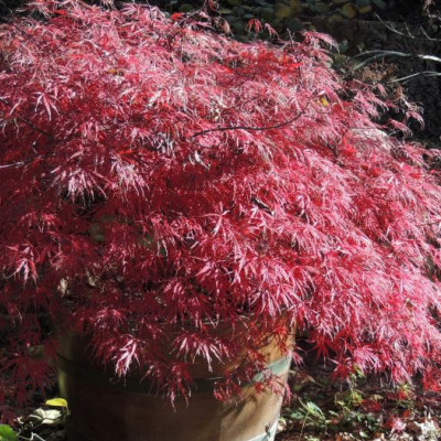 Acer palmatum "Fire Cracker"