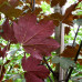 Acer pseudoplatanus "Atropurpureum"