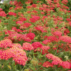 Achillea milefolium "Paprika" Achillea milefolium "Paprika"
