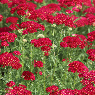 Achillea "Red Velvet"