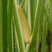 Acorus calamus "Variegatus"