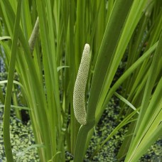 Acorus calamus