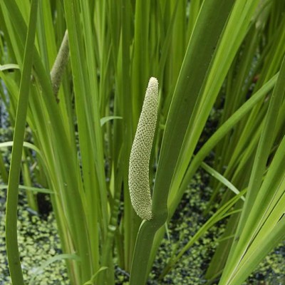 Acorus calamus