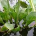 Alisma parviflorum