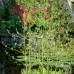 Alisma parviflorum