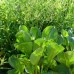 Alisma parviflorum