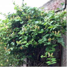 Lonicera Hall s Prolific"