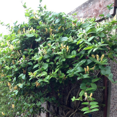 Lonicera Hall s Prolific"