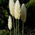 Cortaderia Sell.Mini Silverpampas - Srebrna Pampas Trava Cortaderia Sell.Mini Silverpampas - Srebrna Pampas Trava