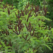 Amorpha fruticosa