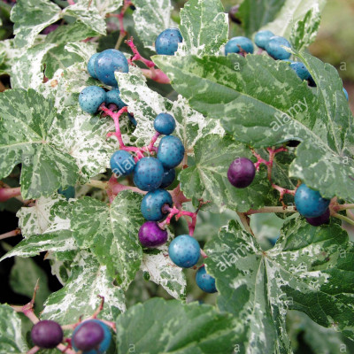 AMPELOPSIS brevipedunculata 'Elegans'