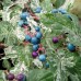 AMPELOPSIS brevipedunculata 'Elegans'
