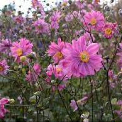 Anemone "Prinz Heinrich"