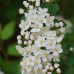 PYRACANTHA COCCINEA