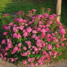 - Spirea bumalda 'Anthony Waterer'