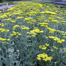 Achillea "Sasy Summer Silver"