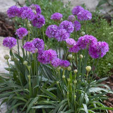 Armeria  "Ballerina Lilac"