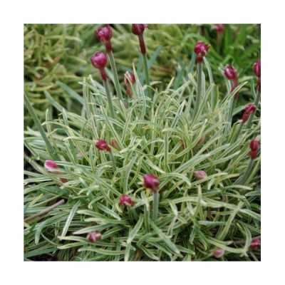 Armeria maritima ´Nifty Thrifty´