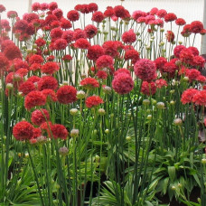 Armeria pseudarmeria 'Ballerina Red'