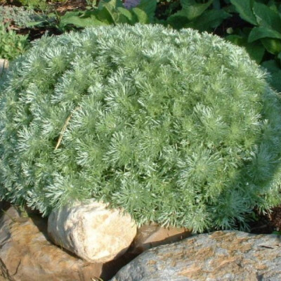 Artemisia silver mound