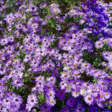 Aster 'Raydon's Favorite'