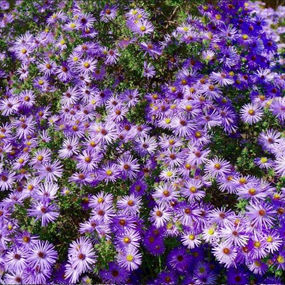 Aster 'Raydon's Favorite'