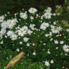 Aster dummosus Kristina