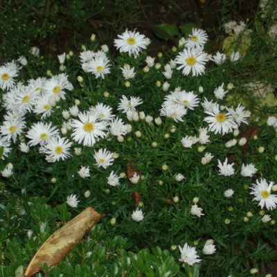 Aster dummosus Kristina