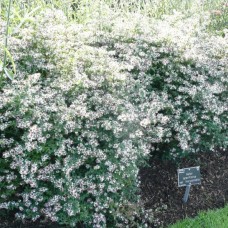  Aster lateriflorus - horizontalis