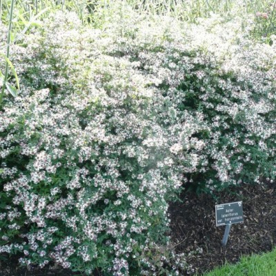  Aster lateriflorus - horizontalis