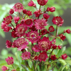 Astrantia major "Red"