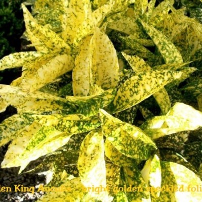 Aucuba japonica Golden King