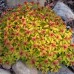 Spiraea x bumalda Goldflame