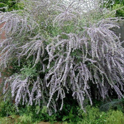 Buddleia alternifolia