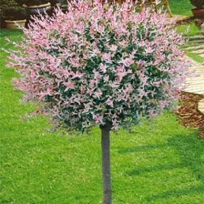  Salix integra " Hakuro nishiki"