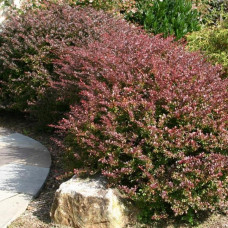 Berberis thunbergii "Carmen"