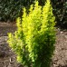 Berberis thunbergii "Golden Dream"