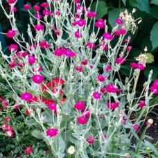 Lychnis "Coronaria" Lychnis "Coronaria"