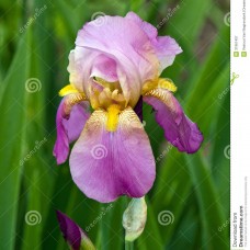 Iris-pink yelow