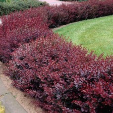 BERBERIS THUNBERGII „ATROPURPUREA NANA“