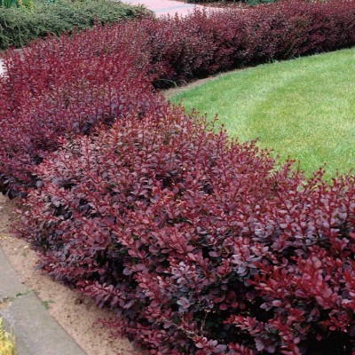 BERBERIS THUNBERGII „ATROPURPUREA NANA“