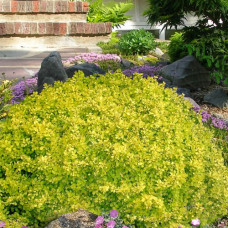 Berberis thunbergii "Golden Dream"