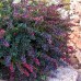 Berberis thunbergii atropurpurea